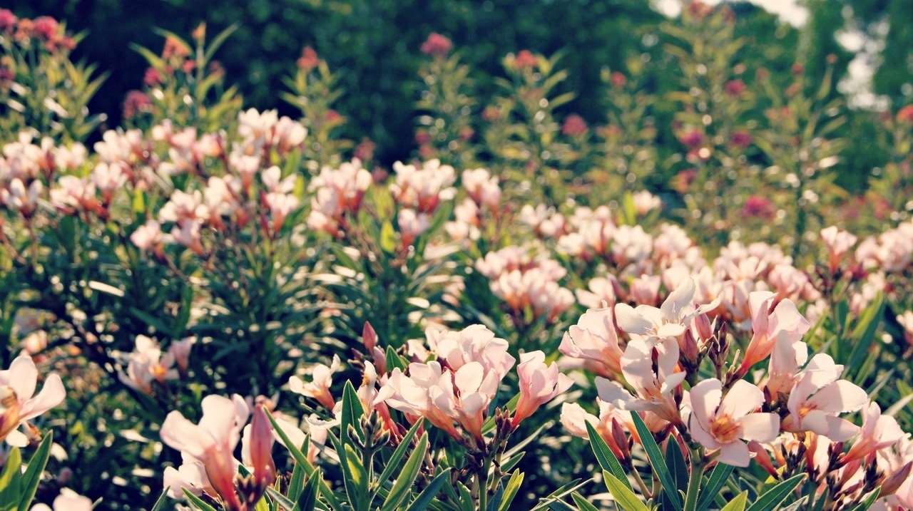 pexels-photo-27443